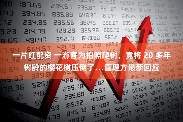 一片红配资 一游客为拍照爬树，竟将 20 多年树龄的樱花树压倒了…管理方最新回应